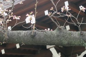 靖国神社にある標本木の桜(3/17)